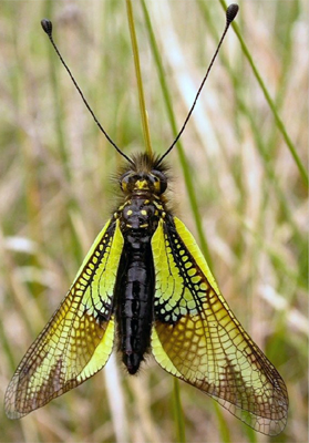 Le Ascalaphidae del Mediterraneo